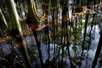 Great Swamp Sanctuary