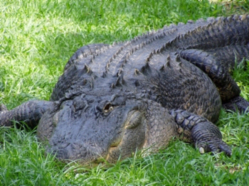 Big Alligator Edisto Serpentarium
