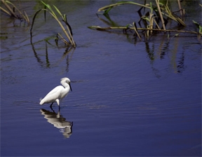 Sav Nat Wildlife Refuge