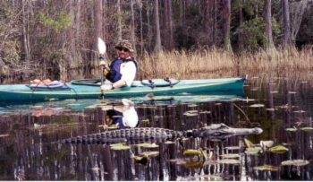 Jimgator